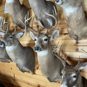 10pt Whitetail Shoulder Mount