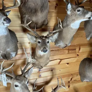 8pt Whitetail Shoulder Mount