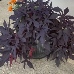 Outdoor House Plant