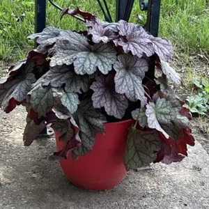 Outdoor House Plant