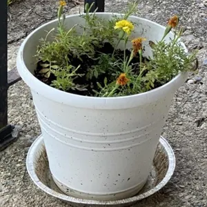 Outdoor House Plant