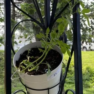 Outdoor House Plant