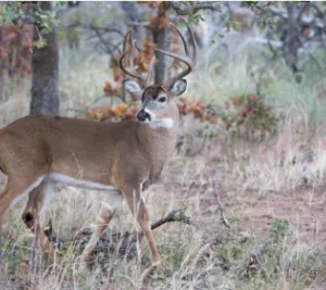 ONLINE ONLY: ND Statewide Whitetail Buck Tag - Grant County Fair Association