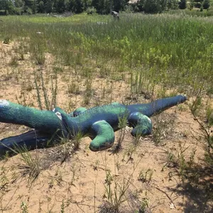Alligator