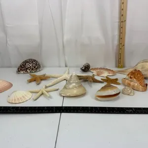 Mixed Seashell & Starfish Decor