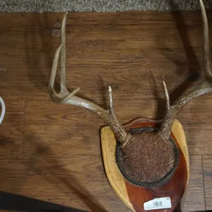 8 Point Deer Antler Mount