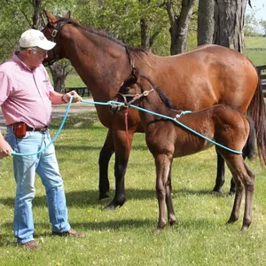 Buck-Along A-Long Training Rope Kit **COLOR TAN**