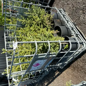 12 Spruce Trees