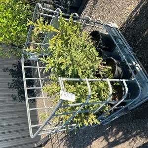 12 Spruce Trees