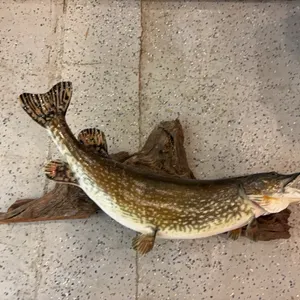 Wall mount pike