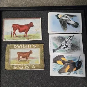 Dwight's Baking Soda Bird Cards 1-15 & 2 labels