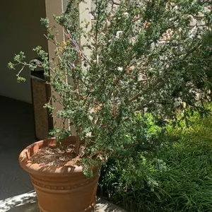 Potted outdoor plant. Includes a live evergreen shrub housed in a large decorative terracotta-style round planter. Features raised beaded detailing al