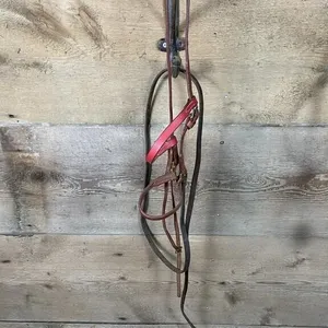 Colt Show Halter