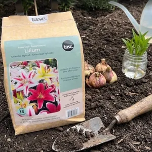 Lasc Lilium Oriental Hybrid Bulbs, 15 Pack