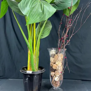 Artificial Plants And A 17 Inch Vase