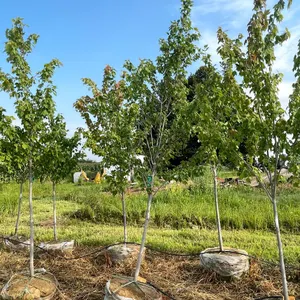 August 2026 Bluestem Landscaping Inventory Reduction of Trees - Barron, WI