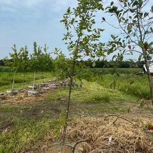 Swamp White Oak Tree
