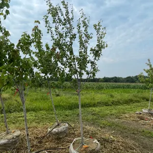 Red Sunset Maple Tree
