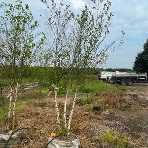 River Birch Tree