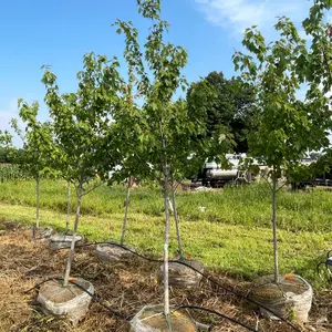Red Sunset Maple Tree