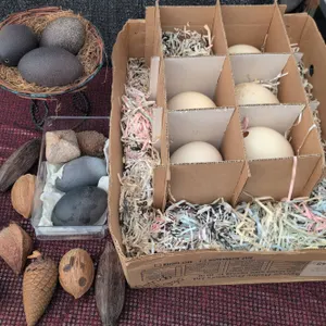 Ostrich Eggs and Decorative Natural Objects Assortment