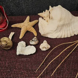 Seashells, Starfish, Lantern Parts, and Red Lantern