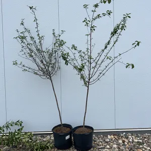 2 - Romeo Cherries (BUYER MUST PAY 2X THE BID PRICE)