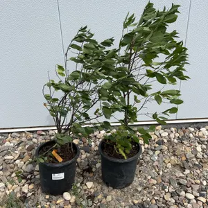 2 - Cupid Cherries (BUYER MUST PAY 2X THE BID PRICE)