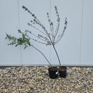 2 - Valentine Cherries (BUYER MUST PAY 2X THE BID PRICE)