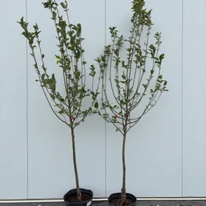 2 - Dexter Apple Trees (BUYER MUST PAY 2X THE BID PRICE)