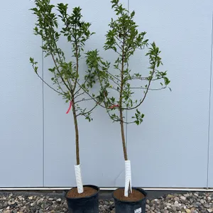 2 - Kerr Crabapple Trees (BUYER MUST PAY 2X THE BID PRICE)