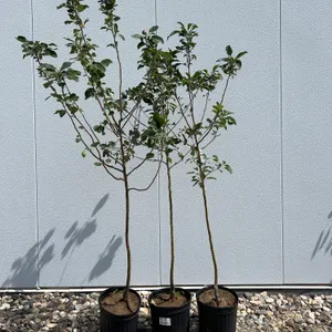 3 - Rescue Crabapple Trees (BUYER MUST PAY 3X THE BID PRICE)
