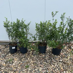 4 - White Snowberry (BUYER MUST PAY 4X THE BID PRICE)