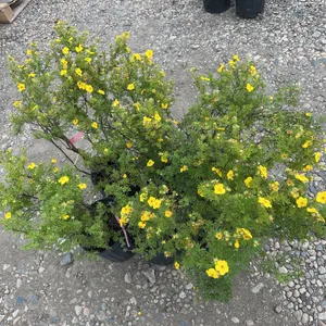 6 - Goldfinger Potentilla (BUYER MUST PAY 6X THE BID PRICE)