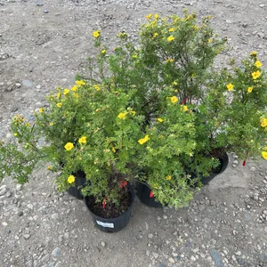 6 - Goldfinger Potentilla (BUYER MUST PAY 6X THE BID PRICE)