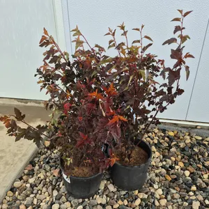 4 - Centre Glow Ninebark (BUYER MUST PAY 4X THE BID PRICE)