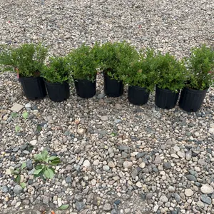 7- Little Princess Spirea (BUYER MUST PAY 7X THE BID PRICE)