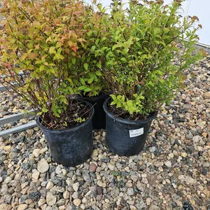 3 - Anthony Waterer Spirea (BUYER MUST PAY 3X THE BID PRICE)