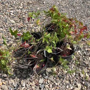 4 - Virginia Creeper (BUYER MUST PAY 4X THE BID PRICE)