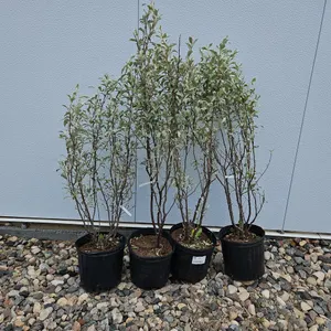 4 - Wolf Willow (BUYER MUST PAY 4X THE BID PRICE)