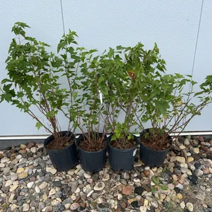 4 - Ben Nevis Black Currant (BUYER MUST PAY 4X THE BID PRICE)