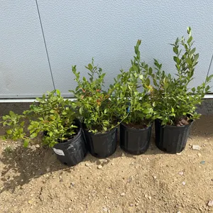 4 - North Blue Blueberry (BUYER MUST PAY 4X THE BID PRICE)