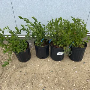 4 - North Blue Blueberry (BUYER MUST PAY 4X THE BID PRICE)