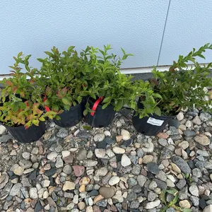 4 - North Country Blueberry (BUYER MUST PAY 4X THE BID PRICE)