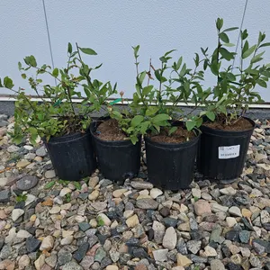 August Tree, Shrub and Patio Stone Auction