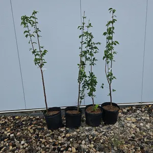 4 - Japanese Tree Lilac (BUYER MUST PAY 4X THE BID PRICE)