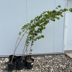 6 - Assiniboine Poplar (BUYER MUST PAY 6X THE BID PRICE)