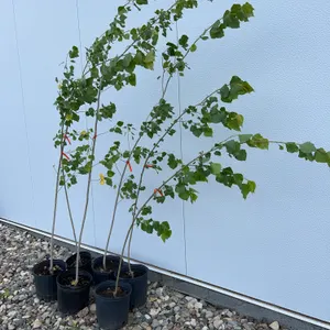 6 - Assiniboine Poplar (BUYER MUST PAY 6X THE BID PRICE)