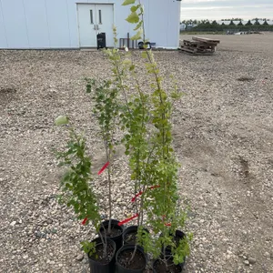 6 - Tower Poplar (BUYER MUST PAY 6X THE BID PRICE)