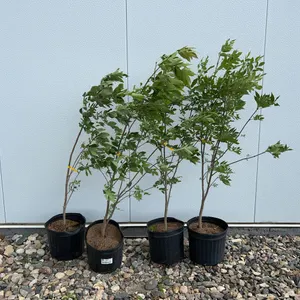 4 - Green Ash (BUYER MUST PAY 4X THE BID PRICE)